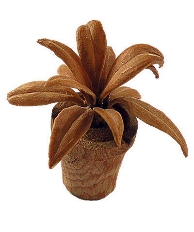 House plant